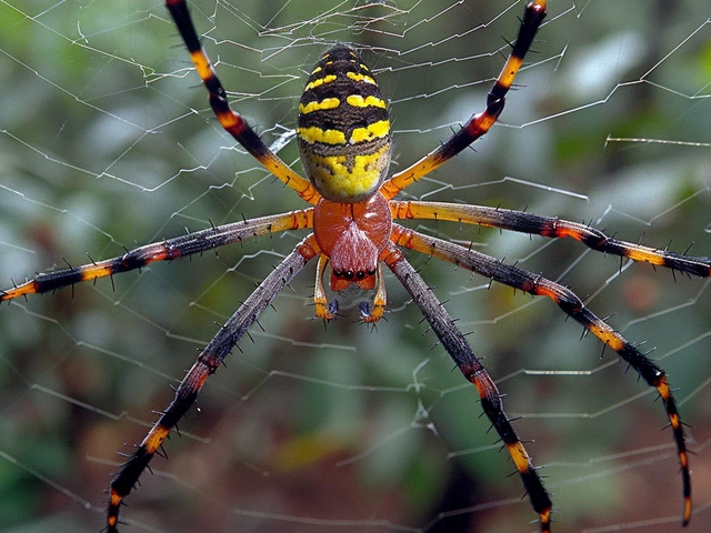 Arañas Joro: Una Especie Invasora pero Inofensiva en Estados Unidos