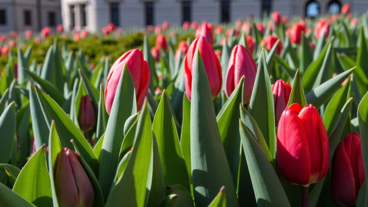 Free Tulips in Las Condes para Celebrar el Día del Tulipán: Una Iniciativa Única e Imperdible