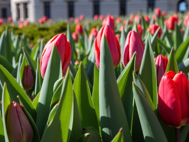 Free Tulips in Las Condes para Celebrar el Día del Tulipán: Una Iniciativa Única e Imperdible